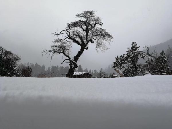 独步竹林