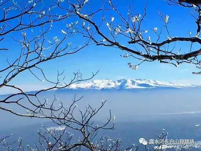 年货中的山野之鲜